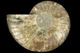 Cut & Polished Ammonite Fossil (Half) - Madagascar #184127-1